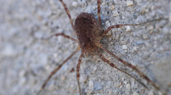 Naturalny Leiobunum Pająk Makro Zdjęcie — Zdjęcie stockowe