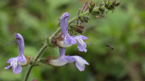 Natural Purple Salvia Miltiorrhiza Photo — Stock Photo, Image