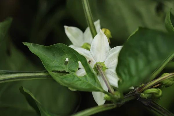 Naturalny Zielony Kwiat Papryki Zdjęcie — Zdjęcie stockowe