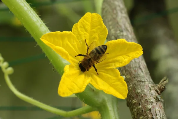 Pszczoła Miodna Zdjęcie Naturalnym Kwiat Dyni — Zdjęcie stockowe