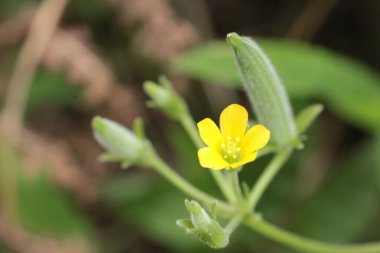 Doğal sarı oksalis dillenii fotoğrafı.