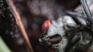 Dönen karasineğin makro fotoğrafı