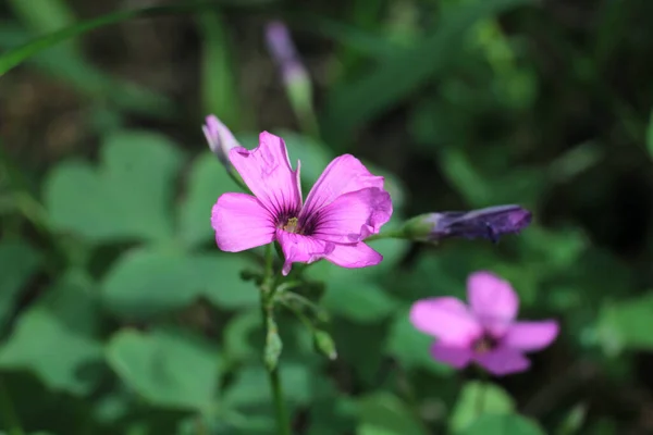 Натуральний Фіолетовий Oxalis Articulata Flower Photo — стокове фото