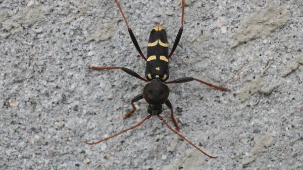 Neoclytus Sarı Çizgili Böcek Fotoğrafı — Stok fotoğraf