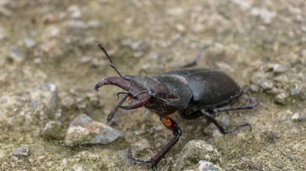 Natuurlijke Hertenwants Macro Foto — Stockfoto