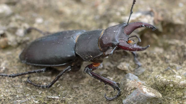 Naturliga Svamp Skalbagge Insekt Makro Foto — Stockfoto