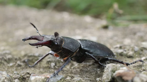 Naturliga Svamp Skalbagge Insekt Makro Foto — Stockfoto