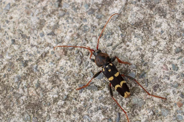 Neoclytus Geel Gestreept Insect Foto — Stockfoto