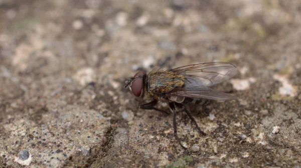 Tachina Fera Mosca Macro Foto —  Fotos de Stock