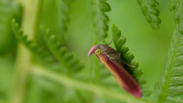 Natural Oncocera Semirubella Moth Photo — Stock Photo, Image