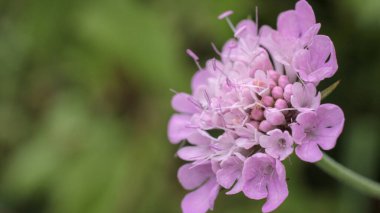 Doğal mor Scabiosa Kolomb çiçeği
