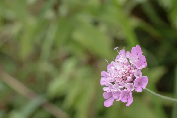Натуральний Пурпурний Квітка Scabiosa Columbaria — стокове фото
