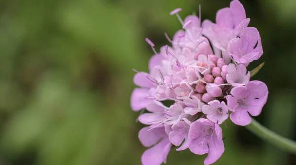 Натуральний Пурпурний Квітка Scabiosa Columbaria — стокове фото
