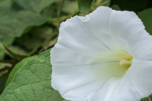 Natur Vit Natt Ära Blomma Foto — Stockfoto