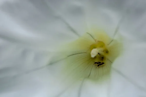 Photo Ants Natural White Night Glory Flower — Stock Photo, Image