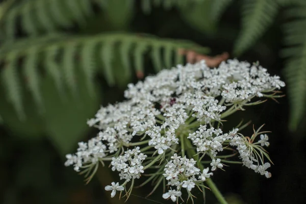 Doğal beyaz knidium monnieri çiçeği fotoğrafı.