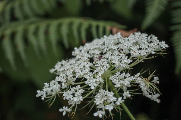 Doğal beyaz knidium monnieri çiçeği fotoğrafı.