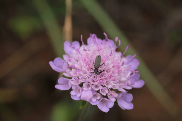 Натуральний Пурпурний Квітка Scabiosa Columbaria Фото Комах Наклейки — стокове фото