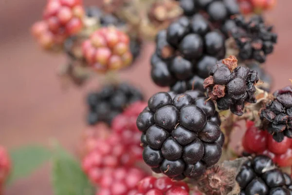 Naturlig Svart Boysenberry Frukt Foto — Stockfoto