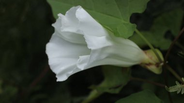 Doğal beyaz gece zafer çiçeği fotoğrafı.