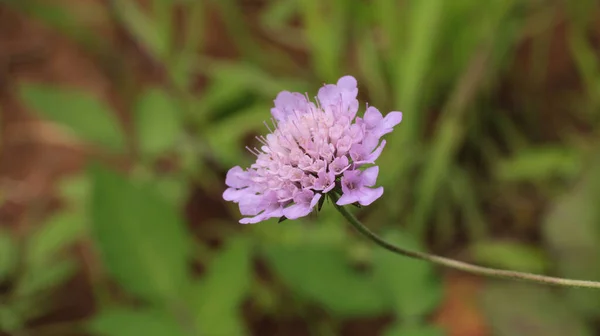 Doğal mor Scabiosa Kolomb çiçeği