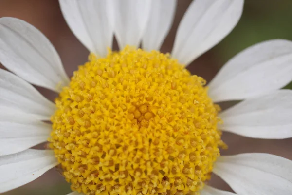 Přírodní Bellis Perennis Macro Photo — Stock fotografie