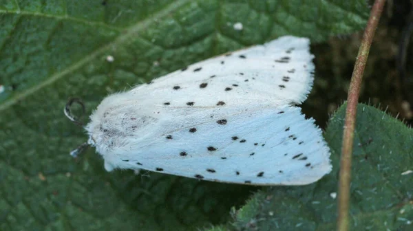 Spilosoma Natural Lubricipeda Polilla Foto — Foto de Stock