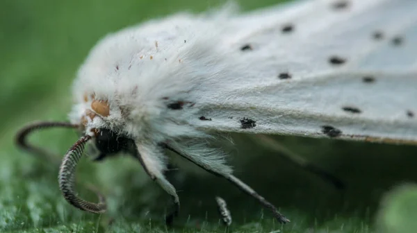 Natural Spilosoma Lubricipeda Moth Photo — 스톡 사진