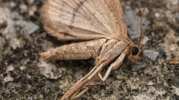 Natural Scotopteryx Moth Macro Photo — Stock Photo, Image