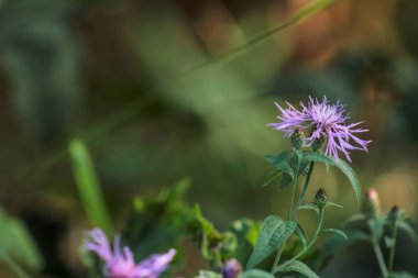 Doğal Centaurea nigrescens çiçek fotoğrafı