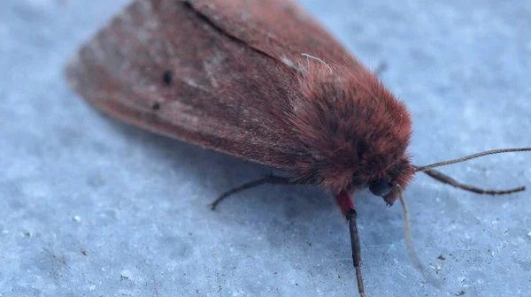 Natural Ingugmatobia Fuliginosa Moth Photo — 스톡 사진
