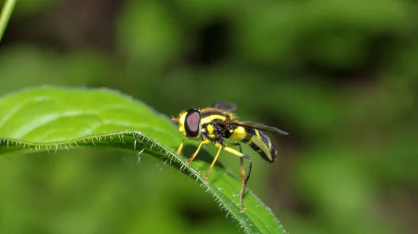 Eupeodes Naturais Flor Mosca Foto — Fotografia de Stock