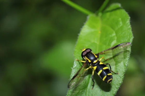 Natural Eupeodes Flower Fly Photo — 스톡 사진