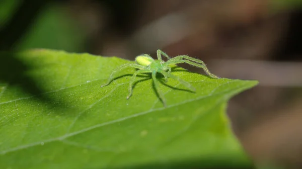 Естественный Микроммата Virescens Паук Фото — стоковое фото