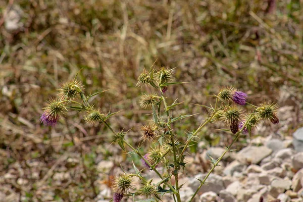 Naturliga Psephellus Dealbatus Blomma Foto — Stockfoto