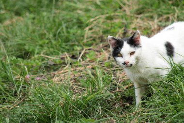 Doğal Siyah Benekli Beyaz Kedi Fotoğrafı