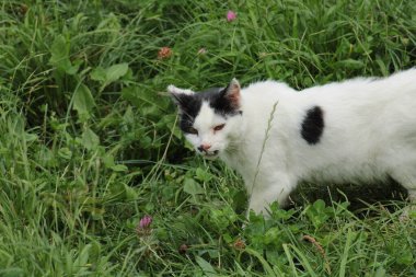 Doğal Siyah Benekli Beyaz Kedi Fotoğrafı