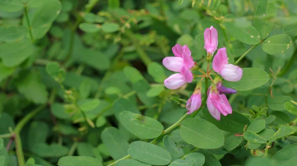 natural pink crown vetch flower photo