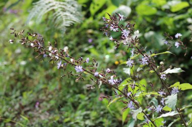 Doğal çalılık turna gagalı çiçek fotoğrafı