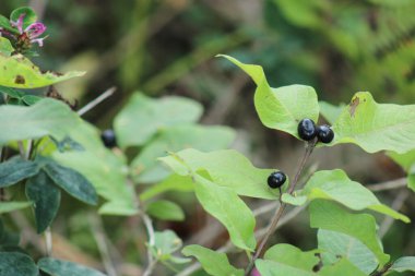 natural Atropa belladonna plant photo clipart