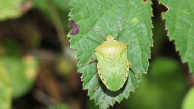 Halyomorfa Halys böcek makro fotoğrafı