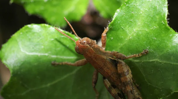 Natuurlijke Pezotettix Giornae Sprinkhaan Macro Foto — Stockfoto