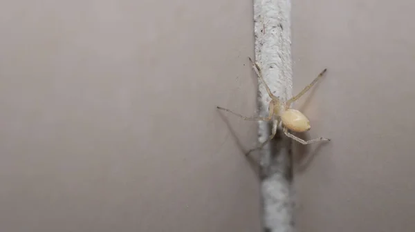 Araña Natural Cheiracanthium Mildei Foto —  Fotos de Stock