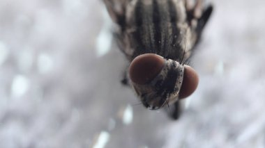 Dönen karasineğin makro fotoğrafı