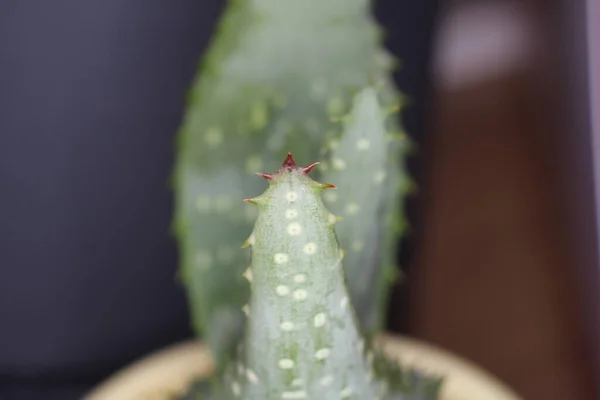 Foto Natural Cactus Aloe Marlothii —  Fotos de Stock