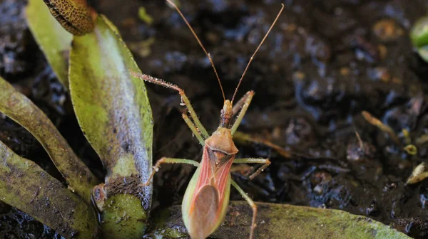 Natürliche Leafhopper Attentäter Käfer Insektenfoto — Stockfoto