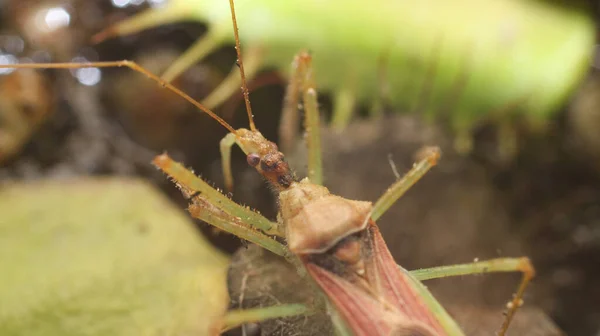 Natuurlijke Leafhopper Moordenaar Insect Insect Foto — Stockfoto