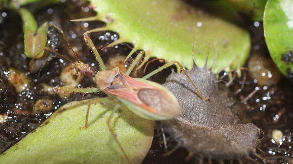 Foto Insetti Insetti Assassini Foglia Naturale — Foto Stock