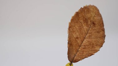 kuru kahverengi yaprak makro fotoğraf