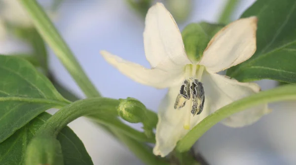 Naturalny Pieprz Kwiaty Makro Zdjęcie — Zdjęcie stockowe